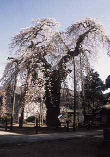 愛蔵寺の護摩桜の写真
