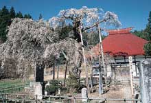 田村市 永泉寺のサクラ