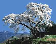 小沢の桜の写真
