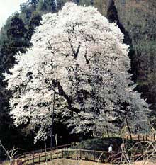 川俣町 秋山の駒ザクラ