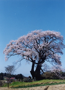 塩ノ崎の大桜の写真