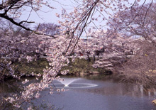 棚倉町 棚倉城跡（亀ヶ城公園）