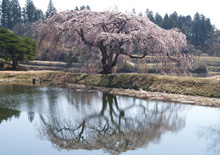 棚倉町 花園の桜
