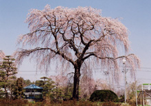 棚倉町 希望の桜