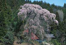 鮫川村 火打石のしだれ桜