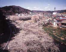 石川町 北須川・今出川の桜並木