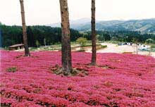 芝桜の写真