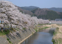 ふるどの桜街道の写真