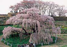 三春町 三春滝桜