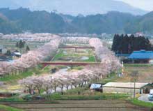 小野町 夏井の千本桜