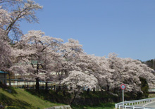 葛尾川の桜並木の写真