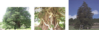 沢尻の大ヒノキ（サワラ）（国指定天然記念物）の写真