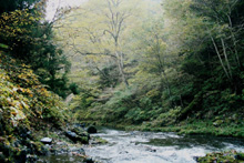 入川渓谷の写真