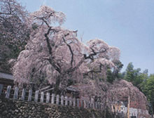 諏訪神社のシダレザクラ（市指定天然記念物）の写真