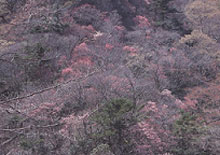 三森渓谷のアカヤシオ自生地（市指定天然記念物）の写真