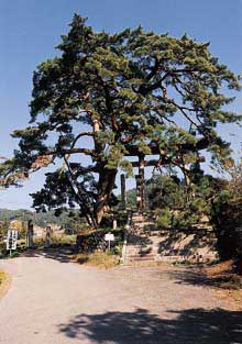 木幡山一の鳥居のマツの写真